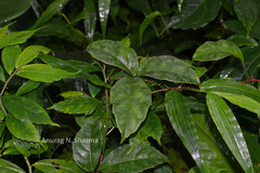 Tetrastigma leucostaphylum